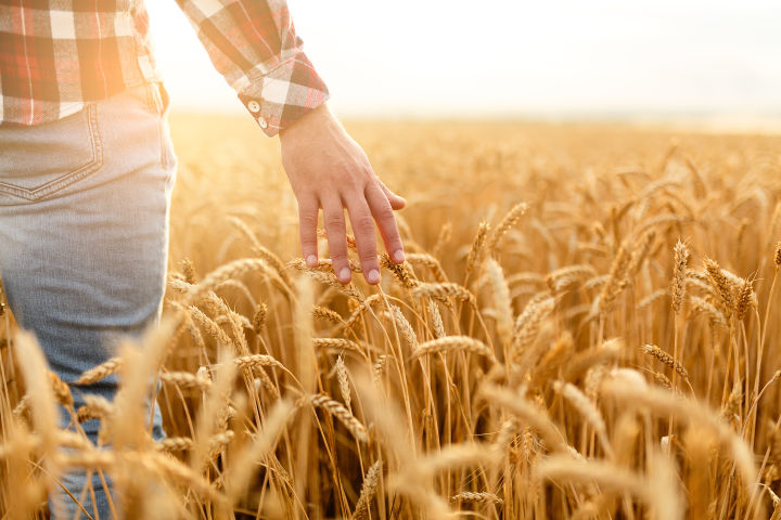 Top-dressing fertilization of cereals & fertilizers